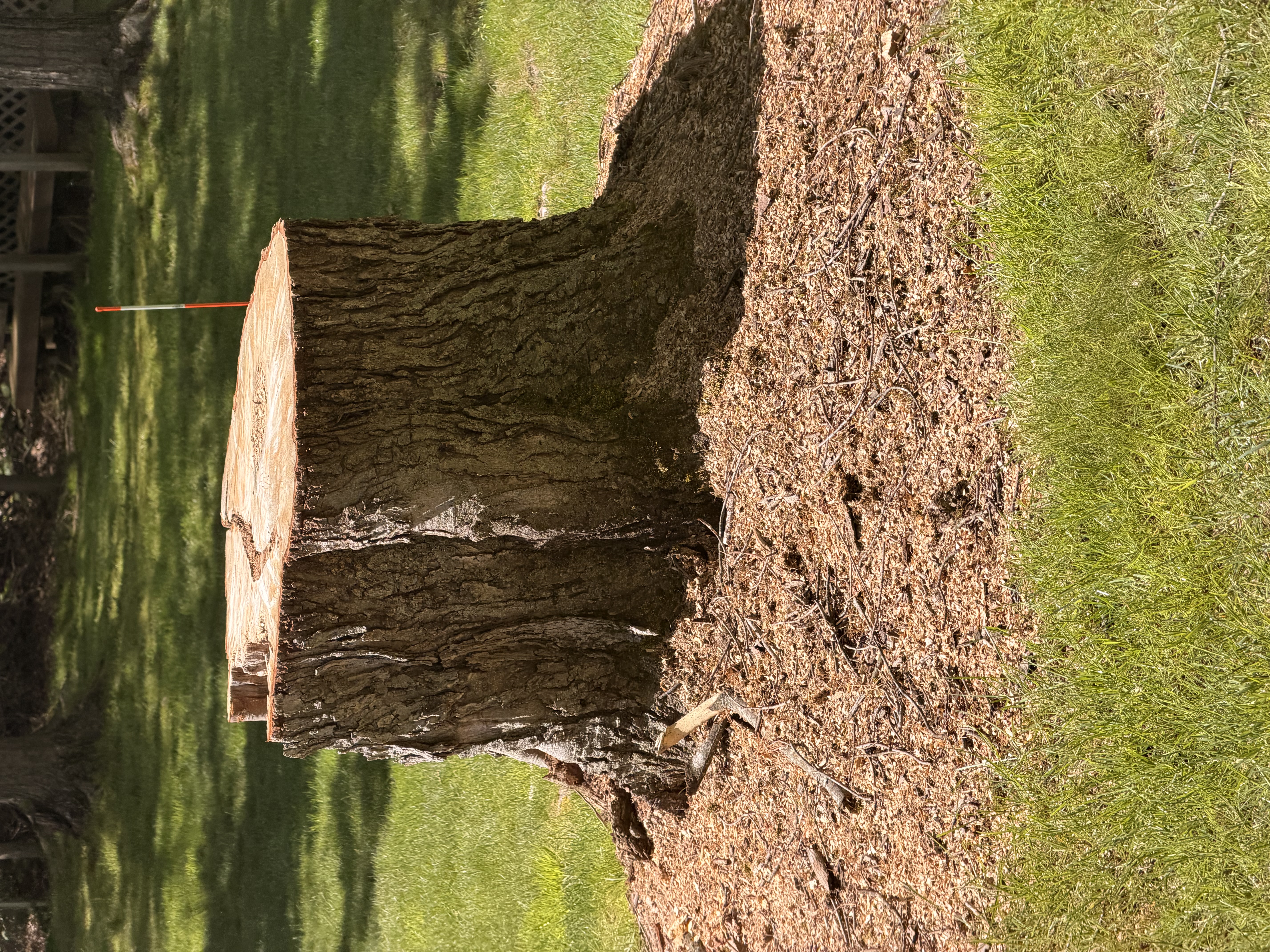 Large stump ready for removal